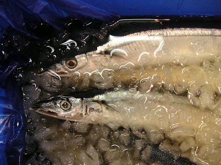 Fusión Eutéctica entre Hielo y Sal para conservar pescado recién sacado. Steve%20Richter,%20fish-on-ice